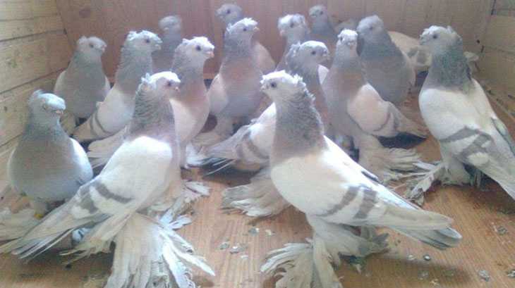 Все о бакинских бойных голубях: описание, разновидности пород