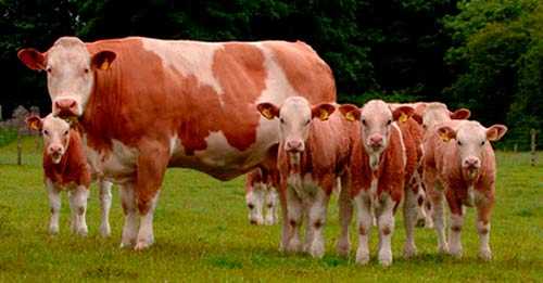 Симментальская порода коров - плюсы и минусы, характеристика породы