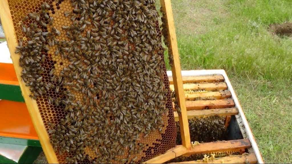 Вывод пчелиных маток: способы, правила, сравнение