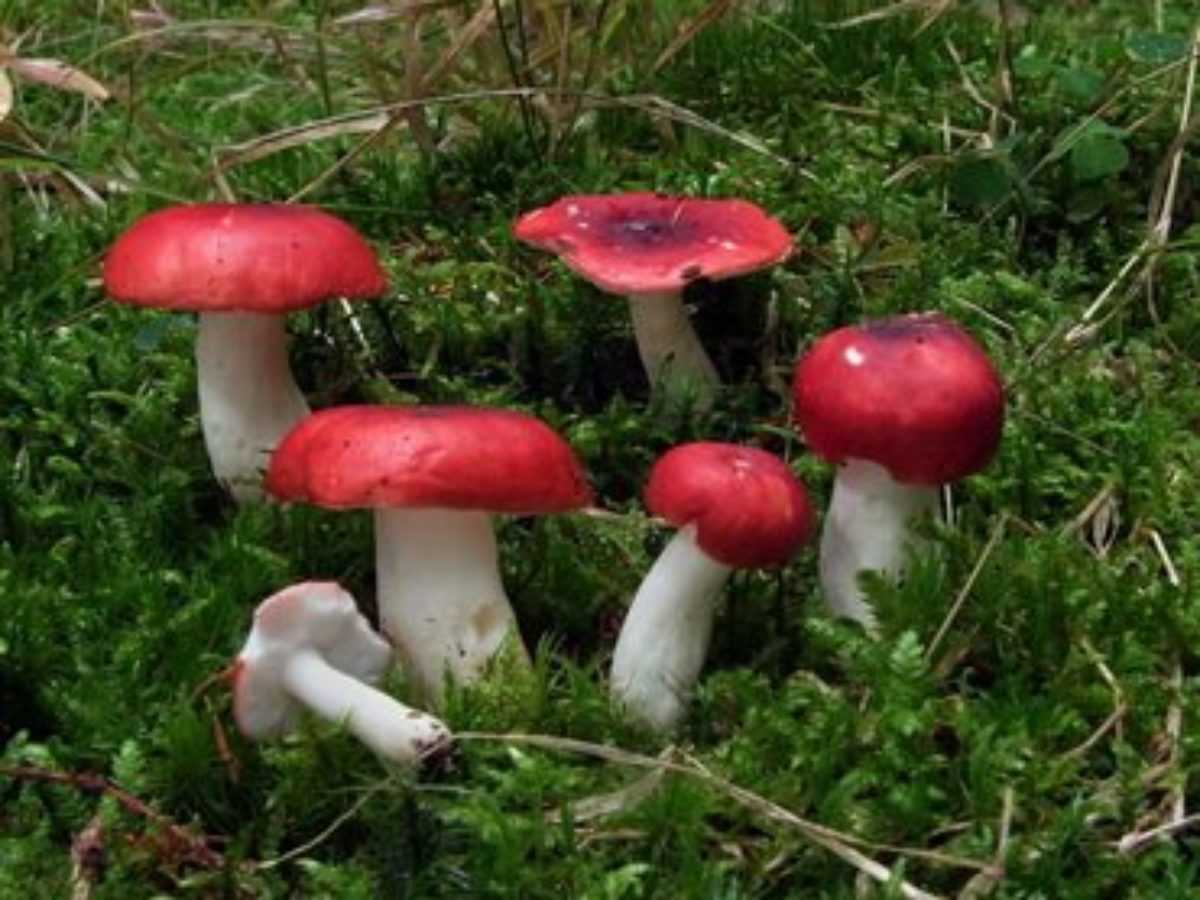Пластинчатый гриб сыроежка: описание и как его чистить