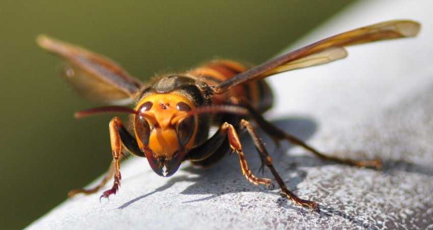 Африканская пчела, ее особенности, внешний вид и опасность