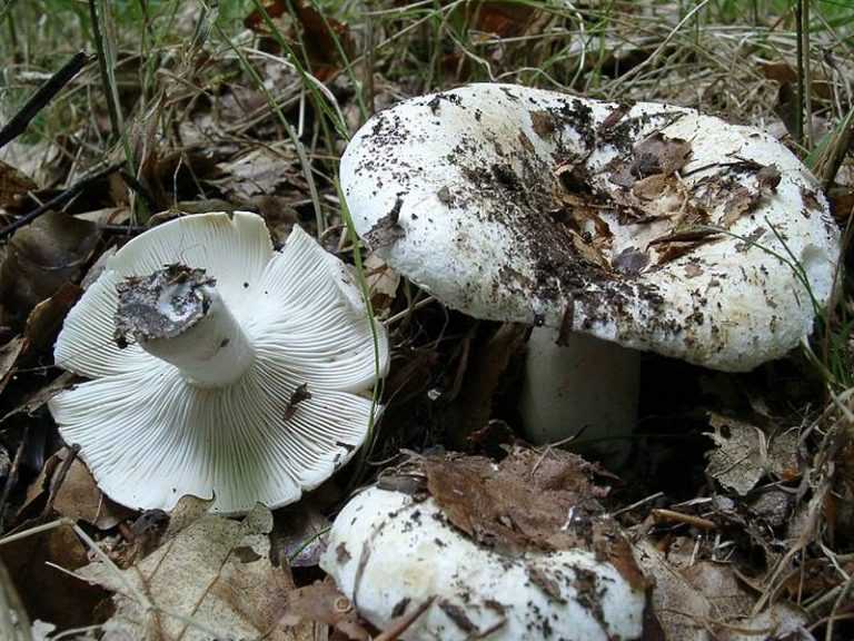 Груздь сосочковый – чисто европейский вид пластинчатых грибов рода млечниковые | огородники
