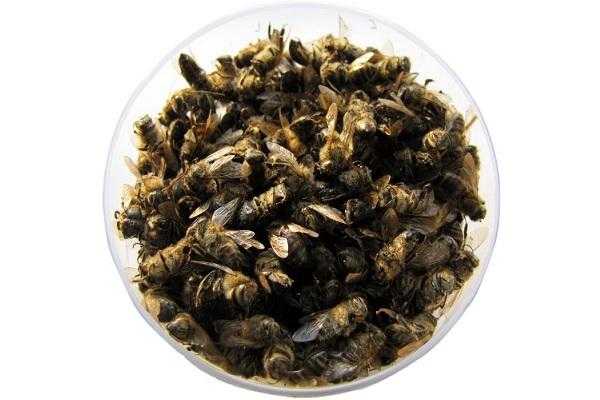 Пчелиный подмор: польза и вред. как принимать. | ░р░о░д░и░т░ь░с░я░ ░з░а░н░о░в░о░