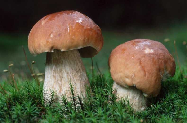 Грибы в воронежской области на 2020: фото, описание съедобных и ядовитых, грибные места