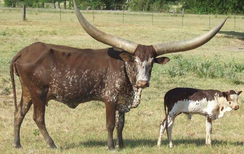 Дикие быки и коровы: фото, виды