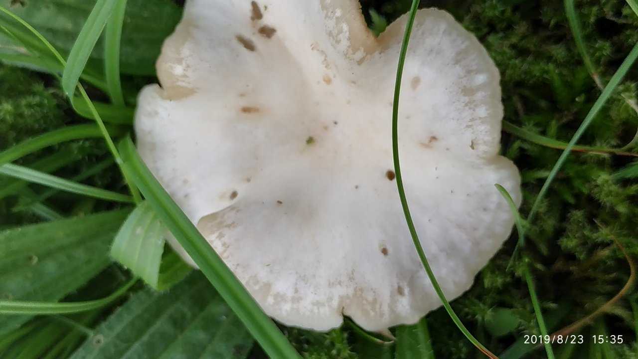Говорушка беловатая – гриб, несущий смерть