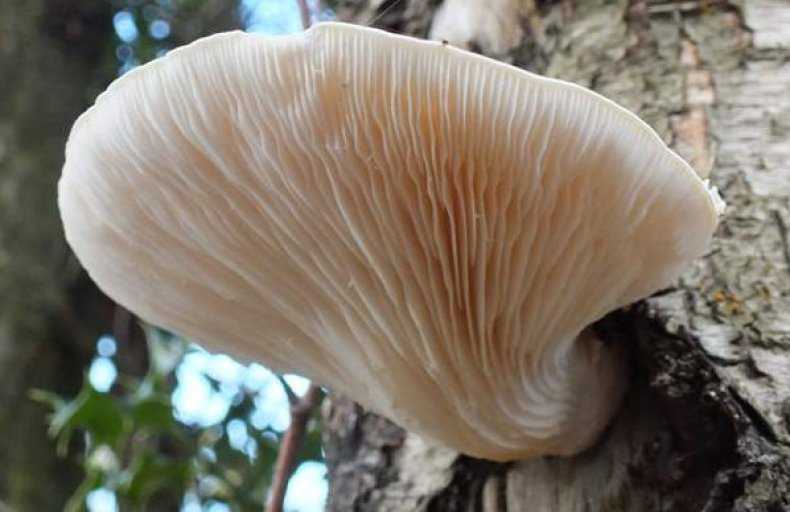 Ложносвинуха рядовковидная: фото и описание гриба, сбор и употребление