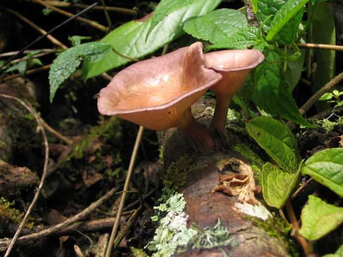 Пилолистник чешуйчатый (шпальный гриб, neolentinuslepideus): как выглядит, где и как растет, съедобный или нет - агрономия