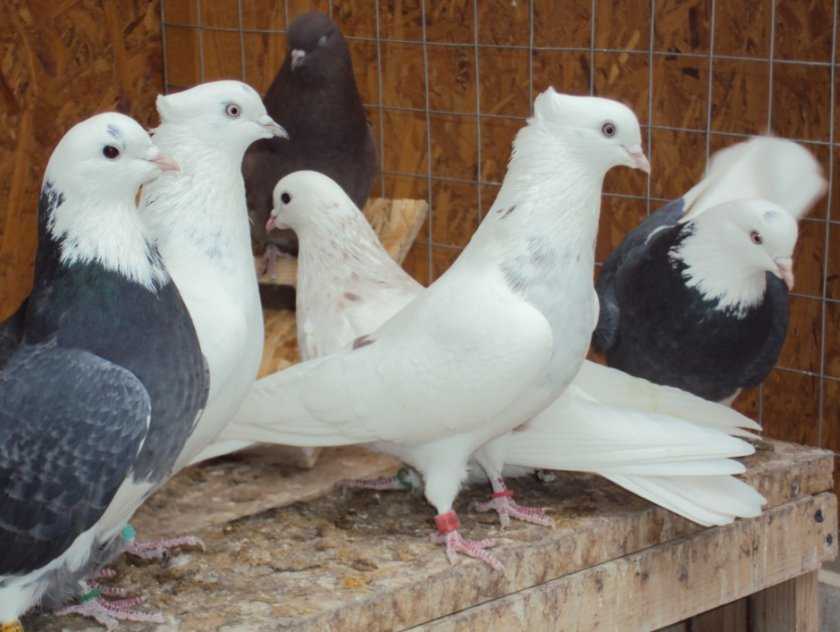 Иранские голуби: бойные, головатые, щекатые подвиды породы