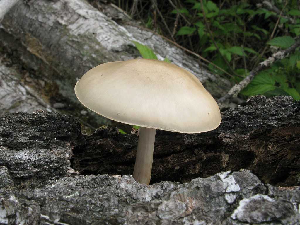 Плютей мелкоопушённый, коричневая форма (pluteus tomentosulus f. brunneus) –  грибы сибири