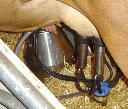 Как правильно доить корову — способы и техники