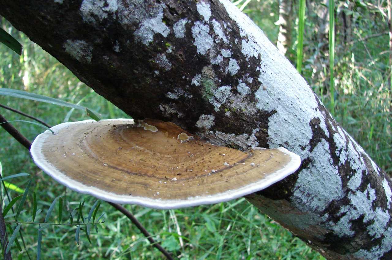 Ганодерма южная (трутовик южный, ganoderma australe): как выглядит, где и как растет, съедобный или нет