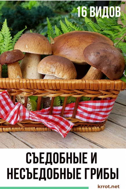Гриб боровик — описание и фото, рецепт приготовления белых грибов, методы выращивания боровиков. | cельхозпортал