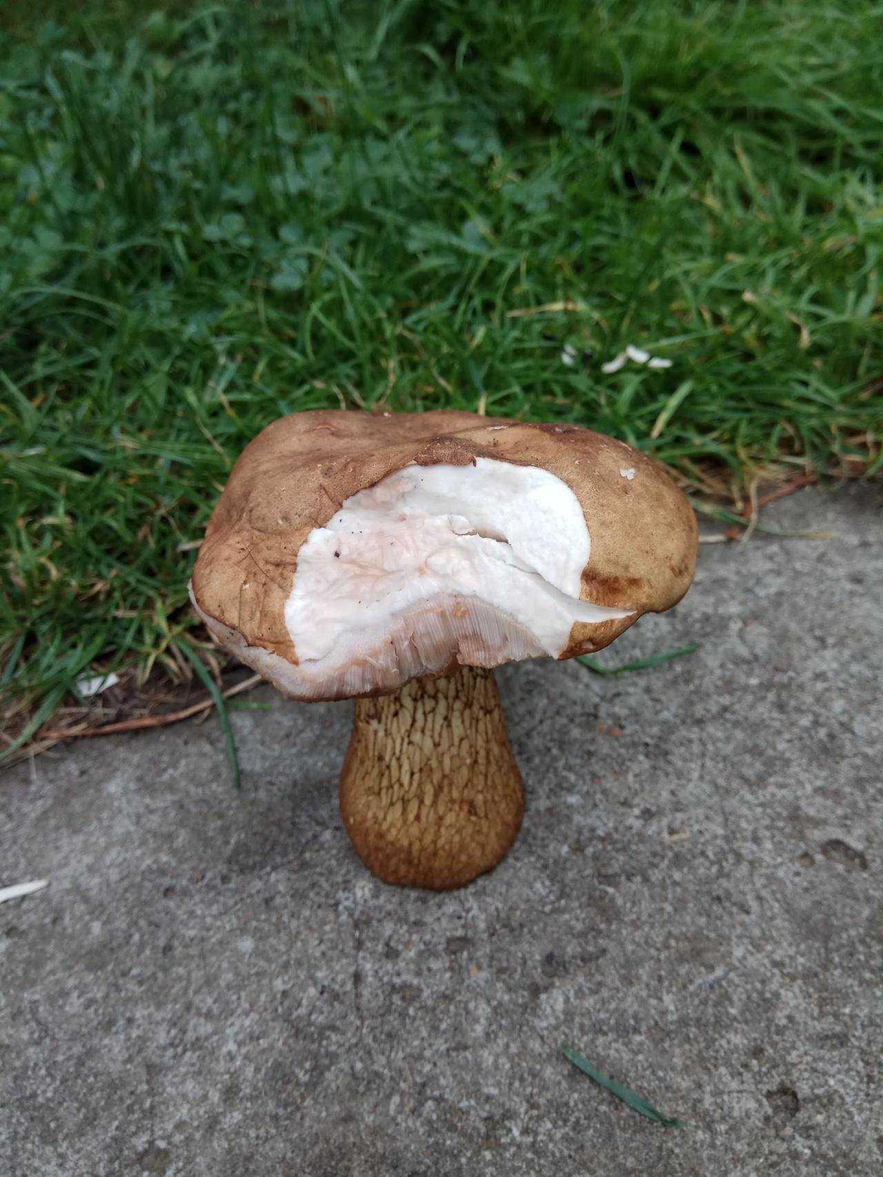 Описание желчного гриба и съедобный он или нет (+22 фото)?