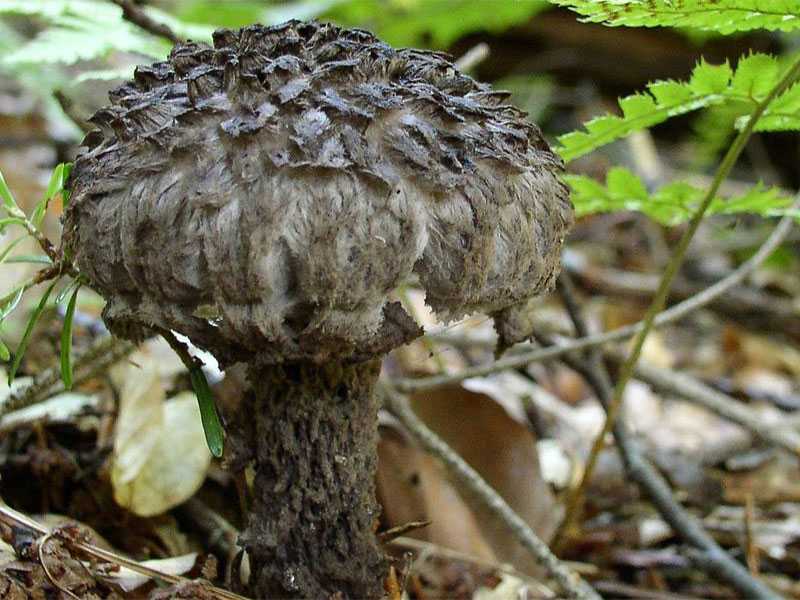 Шишкогриб хлопьеножковый (strobilomyces floccopus): фото и описание, как и где растет
