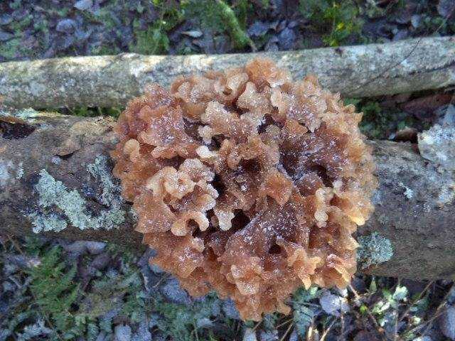 Древесные грибы: разновидности, особенности
