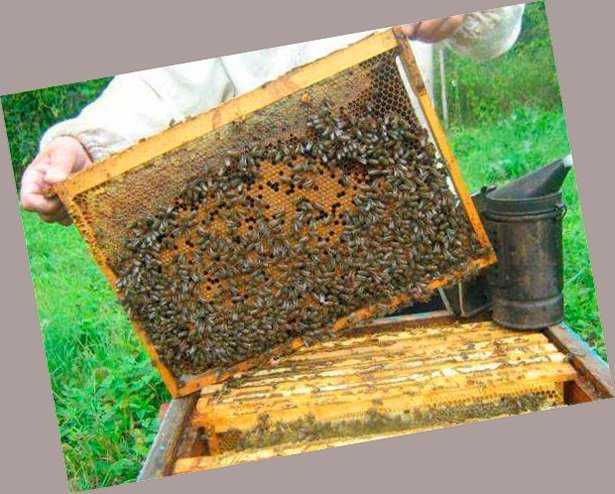 Пчеловодство как бизнес — здоровый и прибыльный