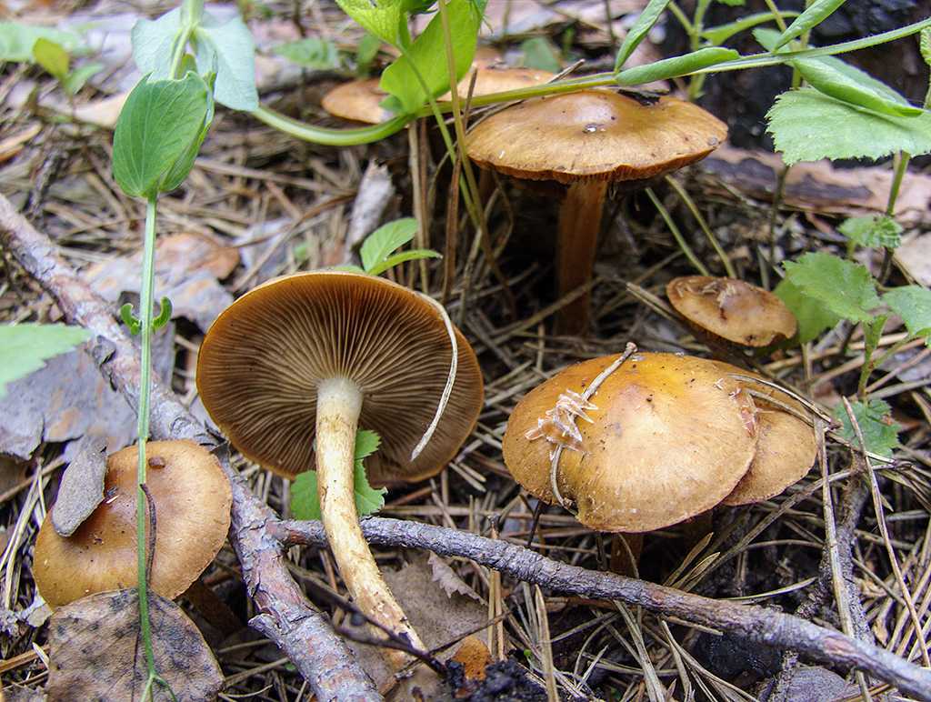 Гаревая чешуйчатка: описание и характеристика с фото. Съедобен гриб или нет. Место произрастания. Возможные двойники и их отличия.