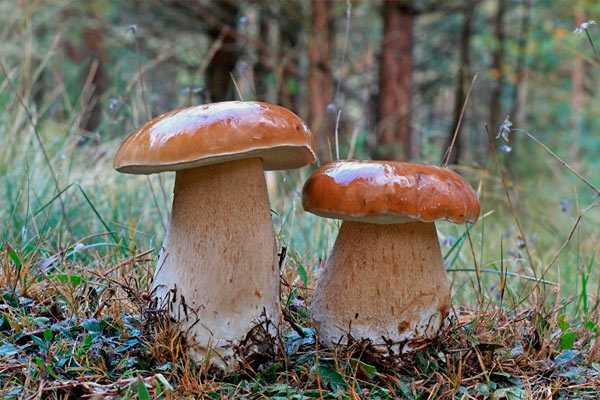 Где искать и как скоро вырастают, когда появляются. правила сбора и охрана грибов. как быстро растет гриб? когда начинают расти грибы? сколько растет белый гриб