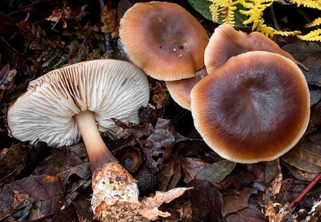 Феолепиота золотистая (phaeolepiota aurea), чешуйчатка травяная или гриб горчичник: фото и описание