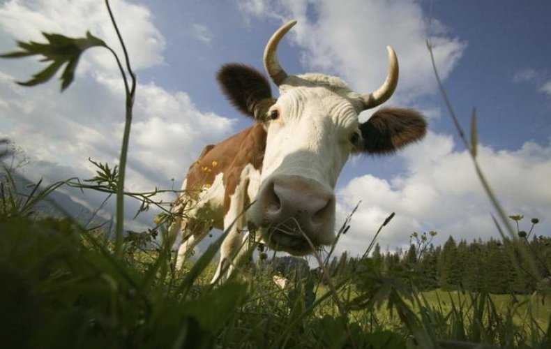 Зачем корове нужны рога. что делать при травмах, как провести удаление рогов - агрономwiki