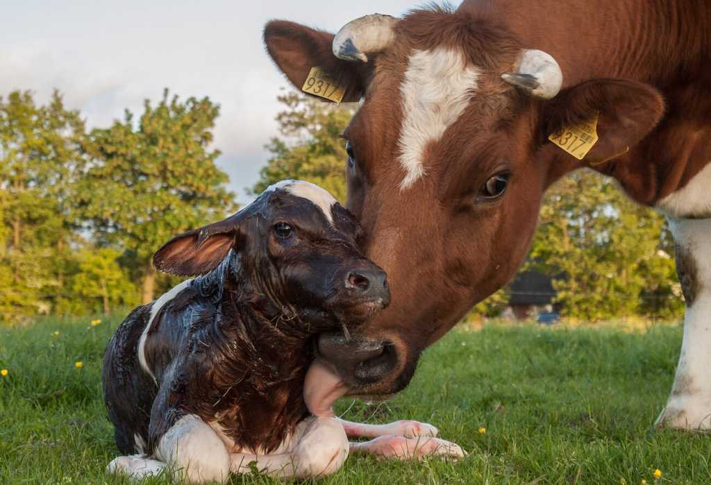 Корова плохо ест: почему, что делать