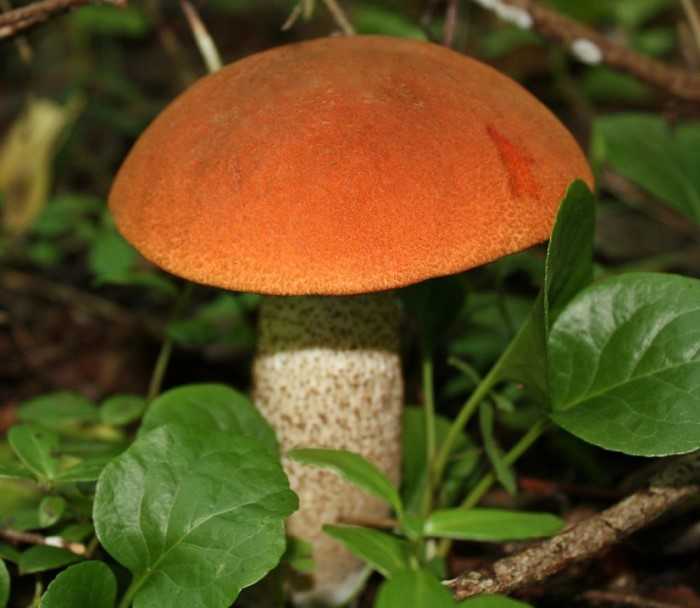Какие грибы, где растут и когда: от сморчка до зеленушки