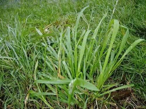 Сорные травы — список, описание, как называются