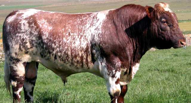 Зебу (22 фото): особенности животного. где живет горбатая корова? история выведения быков с горбом