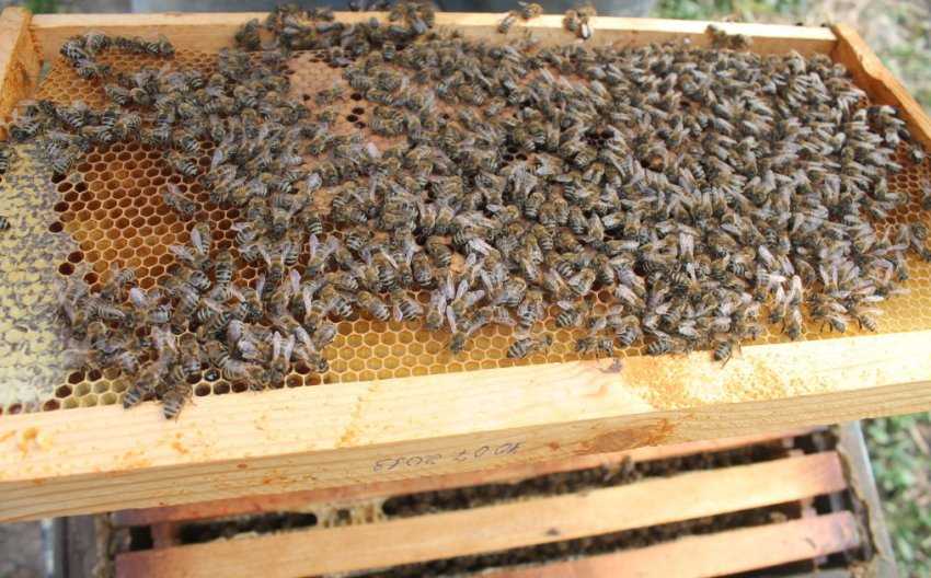 Основные правила ухода за пчелами зимой