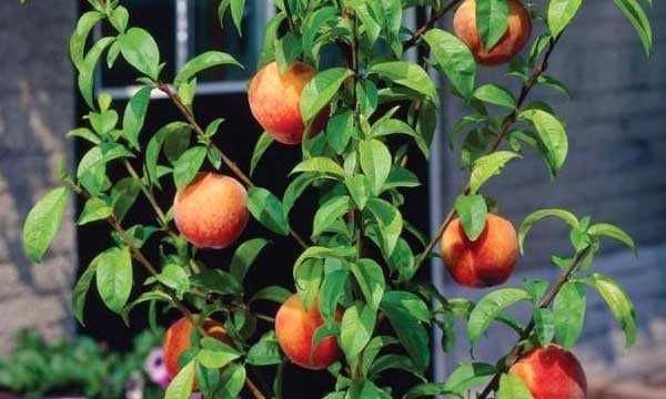 Как вырастить персик из косточки в домашних условиях, чтобы были плоды: пошаговая инструкция с фото