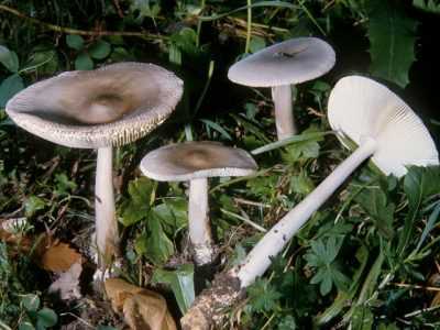 Грибы толкачики. гриб поплавок - фото и описание, как выглядит гриб поплавок гриб поплавок - фото и описание разновидностей