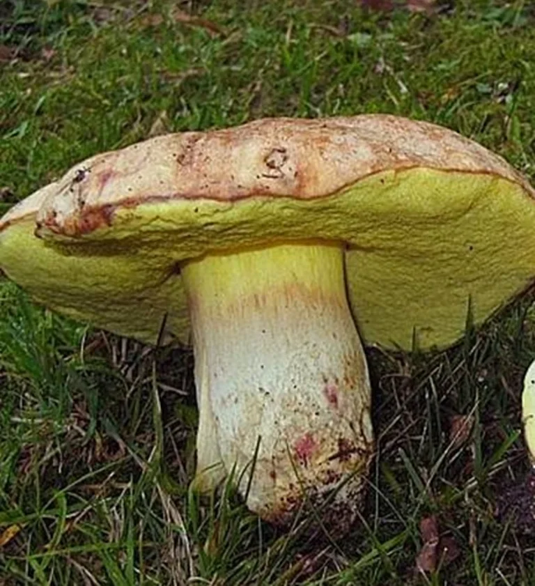 Белонавозник бирнбаума – декоративный гриб