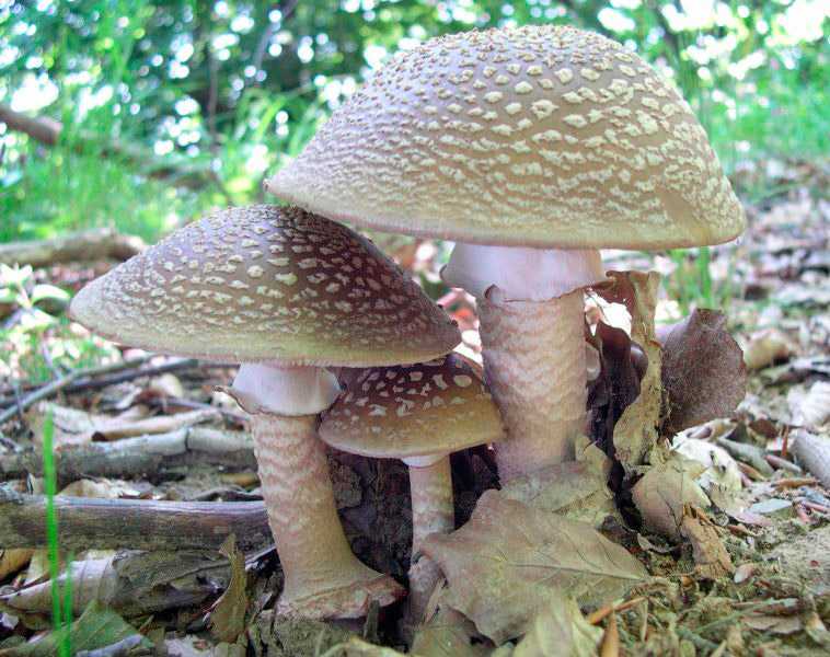 Мухомор шишковидный – красивый белый гриб