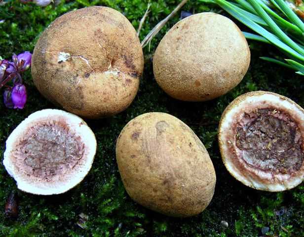 Трюфель гриб: вкус, как выглядит, где растёт, как готовить