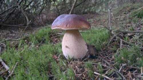 Через сколько дней после дождя растут грибы. дневник грибника.скорость роста грибов. | дачная жизнь