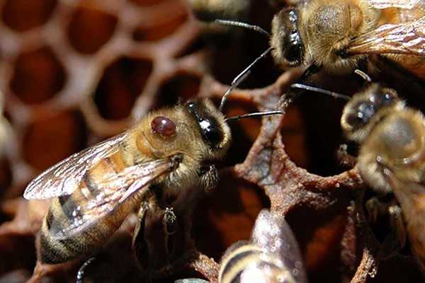 Варроатоз пчел: лечение пластинками, диагностика