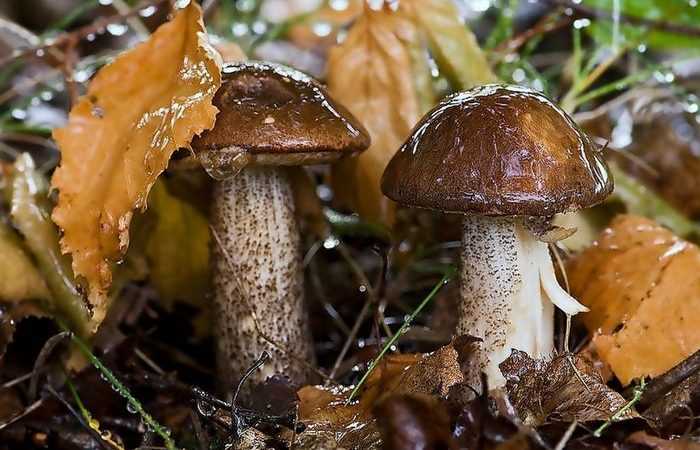 Сколько растут грибы после дождя в лесу: время, рекомендации