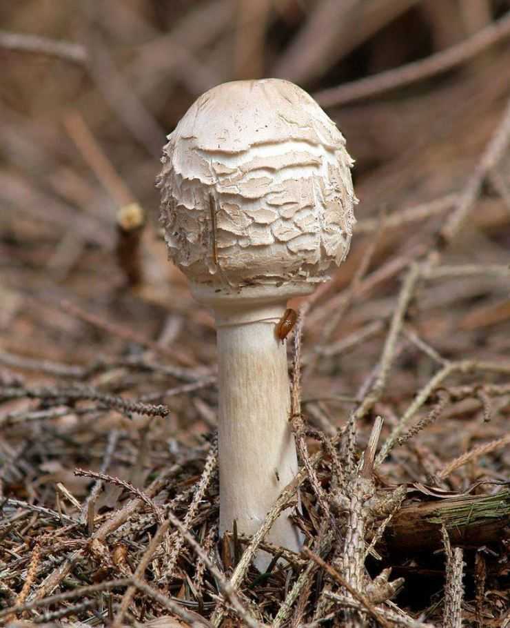 Как опознать съедобный гриб-зонтик и не попасть на двойника