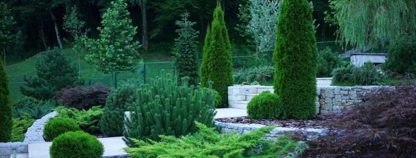 Можжевельник горизонтальный Лаим Глоу: где посадить многолетний кустарник, с какими растениями сочетается в саду. Как ухаживать за можжевельником.