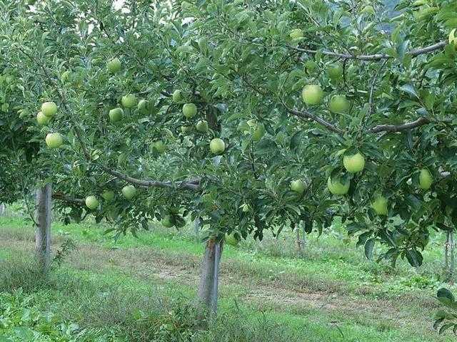 Посадка и секреты выращивания яблони сорта семеренко