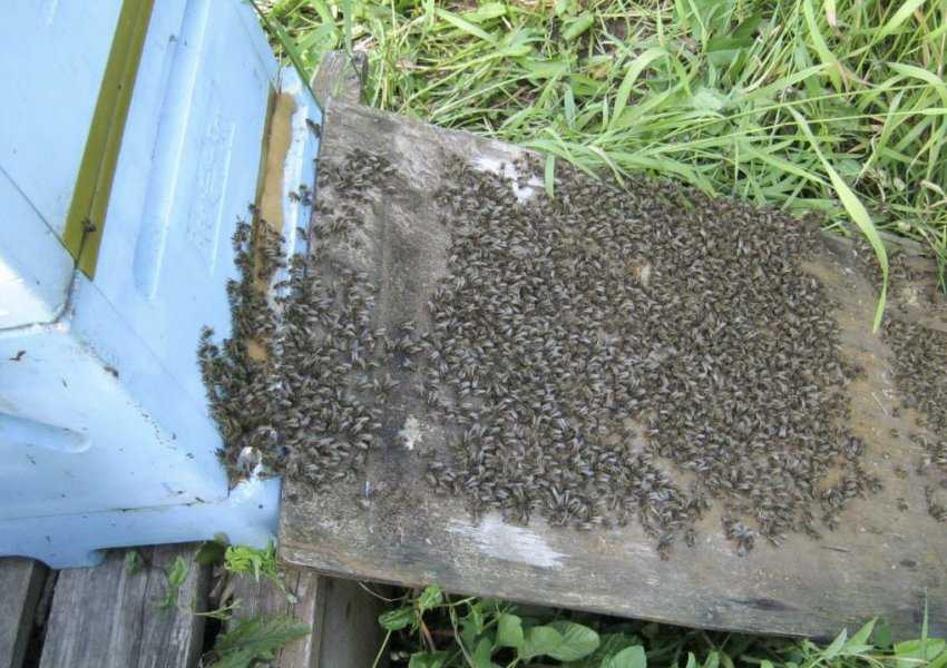 Объединение пчелиных семей: как объединить две пчелосемьи?