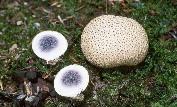 Глава 5 экологические особенности и урожайность наиболее распространенных съедобных грибов