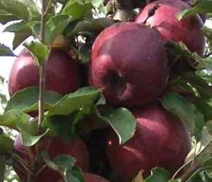 Описание сорта яблони «розовый жемчуг»