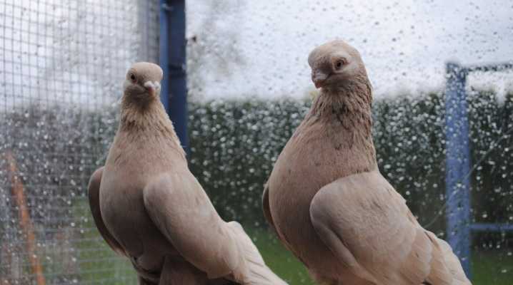 Бойные голуби – красивая внешность и необычные кувырки в полете