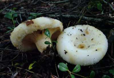 Как быстро и легко почистить грибы валуи с помощью кипятка?
