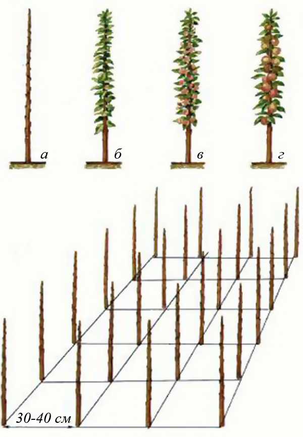 Как сажать колоновидные яблони, в том числе весной, а также схема размещения на участке