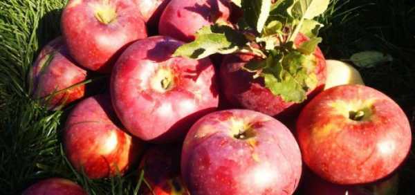 Разновидности яблони китайка и их характеристика: золотая, бельфлёр долго и керр