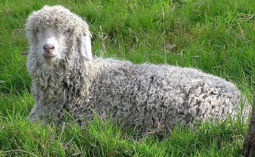 Достоинства и недостатки коз ангорской породы