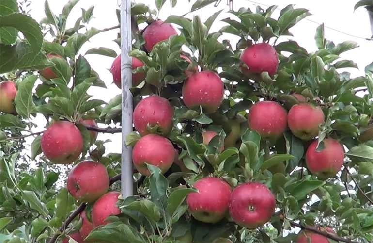 Сорт яблони «лигол»: характеристика, достоинства и недостатки